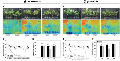 Transcriptomic and physiological responses of Quercus acutissima and Quercus palustris to drought stress and rewatering